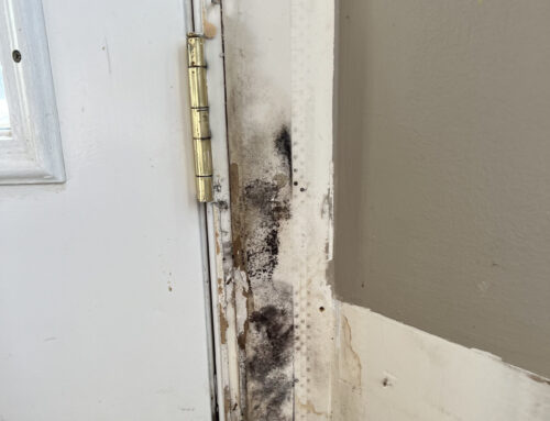 It’s Not All About the Mold