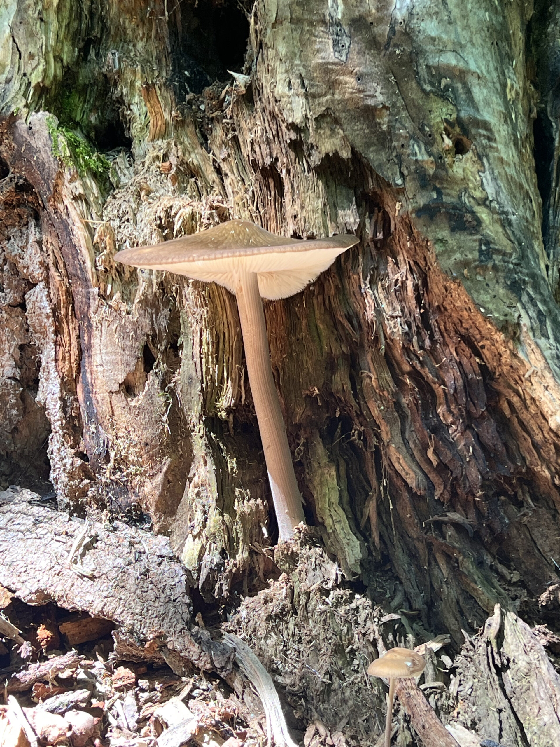 mushroom long